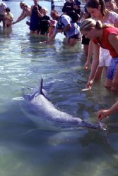 Wild Indo-Pacific Humpback Dolphin that comes in to feed ... by Richard Smith 